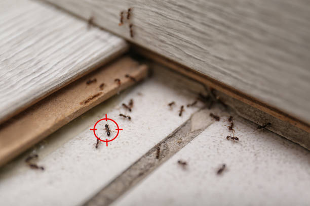 Best Flea Control Services  in Albany, LA