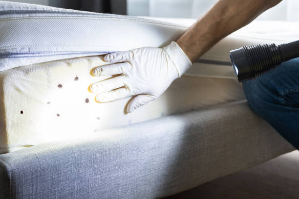 Best Affordable Pest Control Services  in Albany, LA